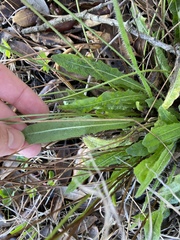 Leontodon saxatilis saxatilis