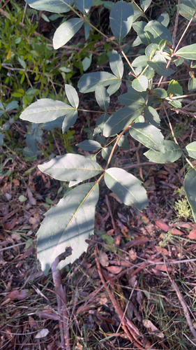 Polyscias sambucifolia, photograph 6