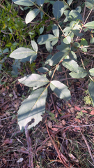 Polyscias sambucifolia, photograph (c) Kevin Jäger, some rights reserved (CC BY)