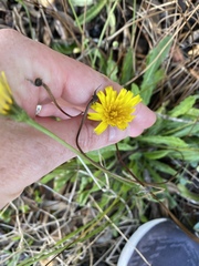 Leontodon saxatilis saxatilis