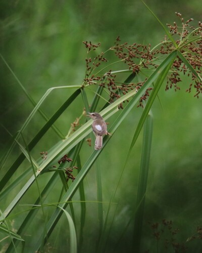 Plain Prinia