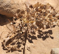 Bellevalia mosheovii