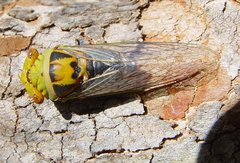 Macrotristria intersecta