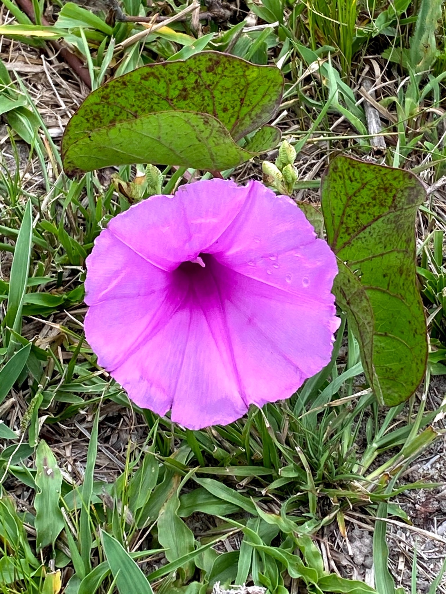 Ipomoea asarifolia