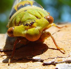 Macrotristria intersecta