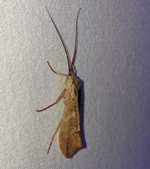 Nemotaulius hostilis