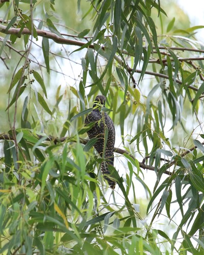Asian Koel