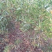 Acacia cyclops