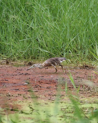 Javan Pond-Heron