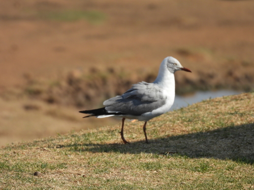 Gaviota cabecigrís (Chroicocephalus cirrocephalus)