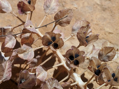 Bellevalia mosheovii