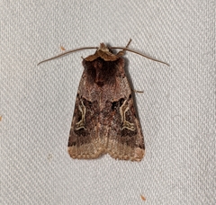 Cerastis enigmatica