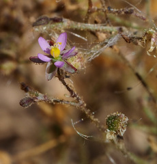 Spergularia diandra