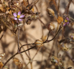 Spergularia diandra