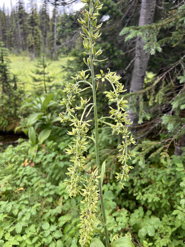 green false hellebore