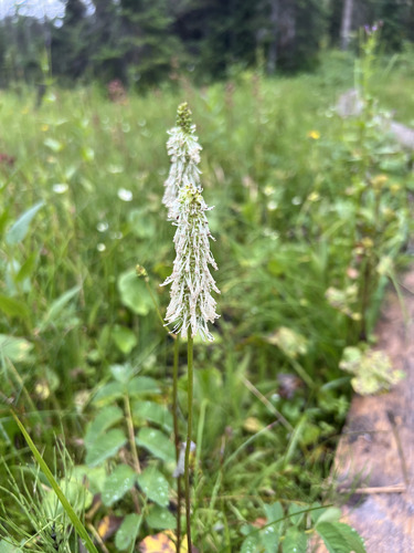 Sitka burnet