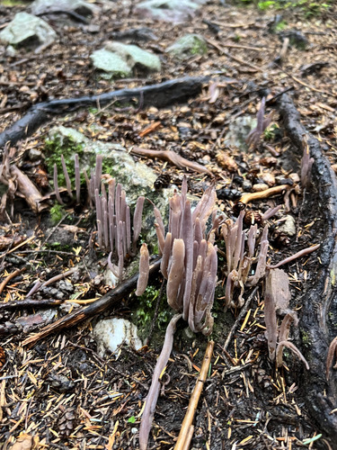 Purple Spindles