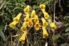 Bomarea lutea