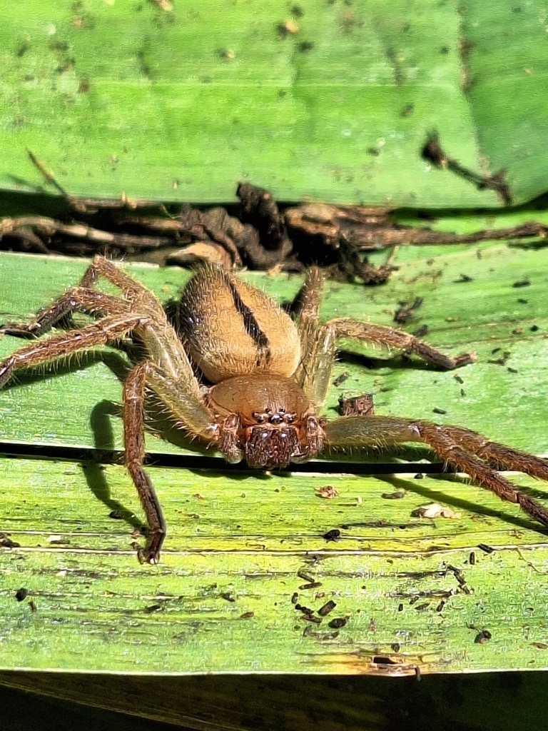Polybetes punctulatus