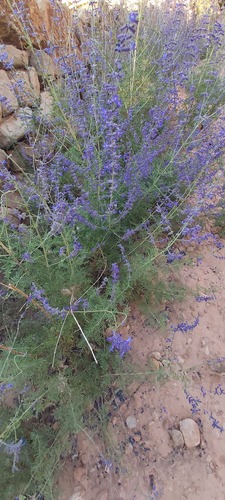 Clouding Sage