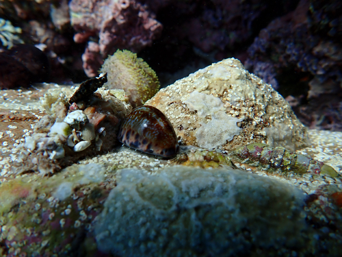 Pseudozonaria arabicula observed 2026-08-07