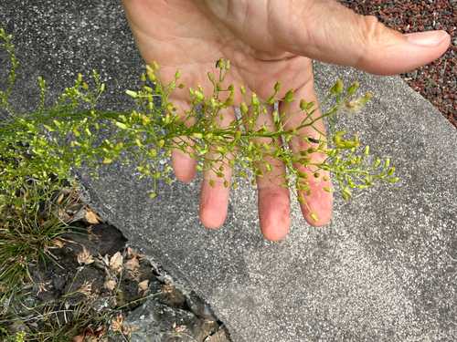 Erigeron canadensis observed 2026-08-09