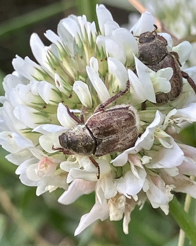 iNaturalist observation photo of Grapevine Hoplia