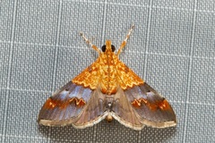 Tetracona amathealis