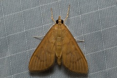 Protonoceras mitis