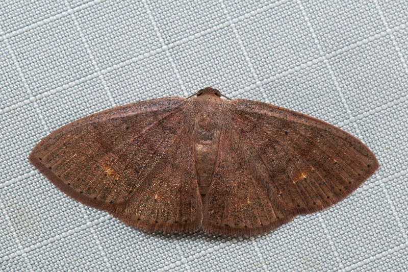 Casbia calliorma