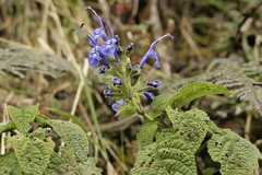 Salvia pichinchensis
