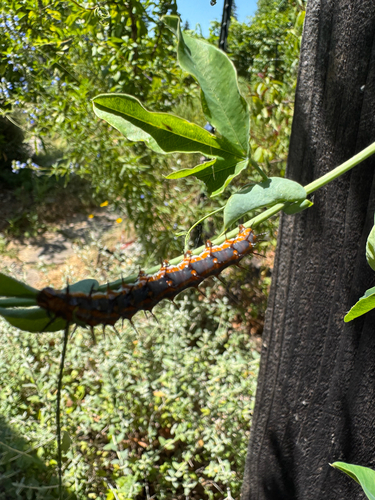 Gulf Fritillary seen in Sonoma Valley