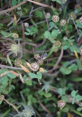 Trifolium microdon