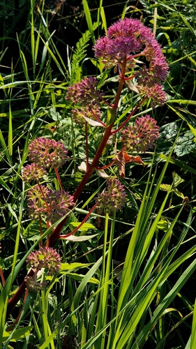 Hylotelephium telephium