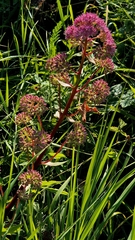 Hylotelephium telephium