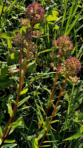 Hylotelephium telephium