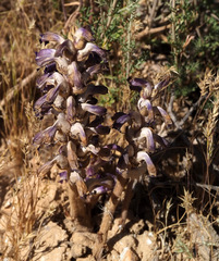 Orobanche cernua
