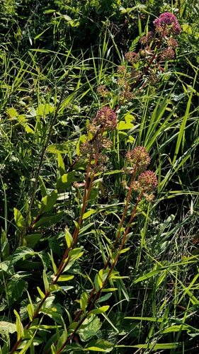 Hylotelephium telephium