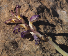Orobanche cernua