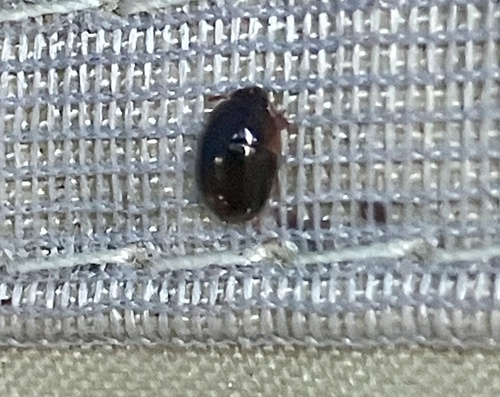 iNaturalist observation photo of Beetles