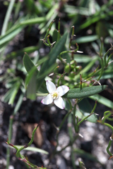 Cyanothamnus polygalifolius