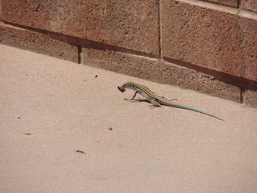 Plateau Striped Whiptail