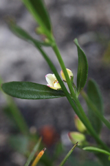 Cyanothamnus polygalifolius