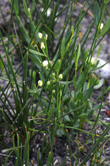 Cyanothamnus polygalifolius