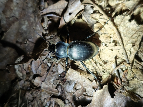 smooth ground beetle
