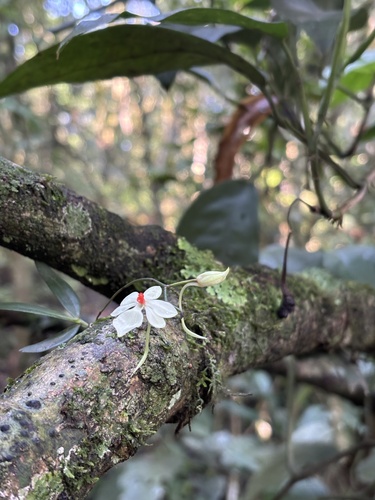 Aerangis luteoalba rhodosticta