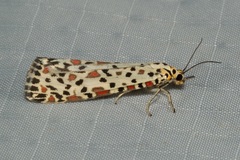 Utetheisa lotrix