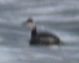 Podiceps auritus