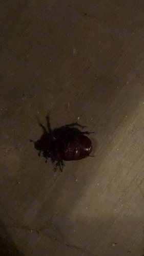 Aloeus Ox Beetle