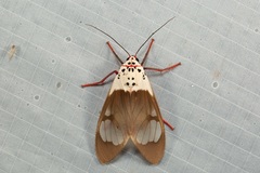 Amerila nigropunctata